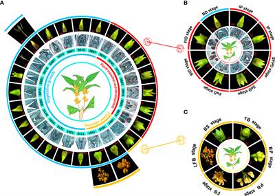 Genetic studies on continuous flowering in woody plant Osmanthus fragrans